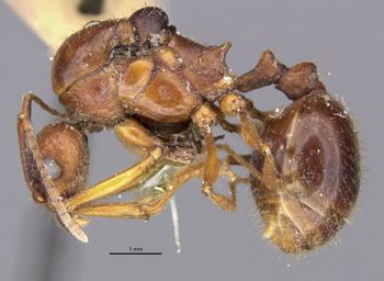 Media type: image;   Entomology 20599 Aspect: habitus lateral